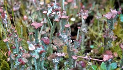 Cladonia