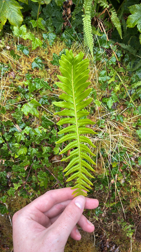 intermediate polypody