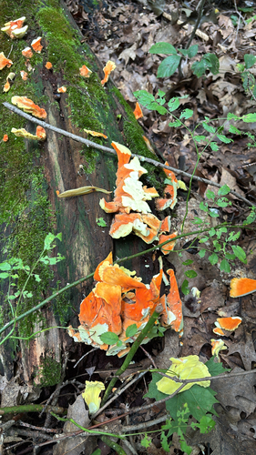iNaturalist observation photo of chicken of the woods