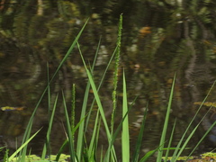 Hymenachne amplexicaulis