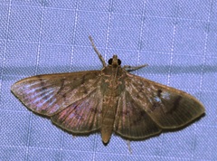 Omiodes pernitescens