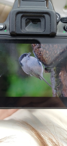 Marsh Tit