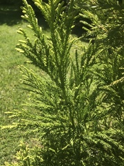 Cryptomeria