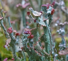 Cladonia