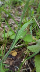 Arabidopsis arenosa