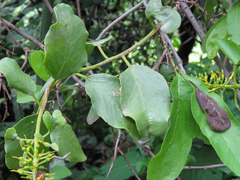 Helixanthera kirkii