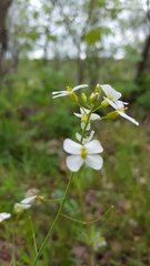 Arabidopsis arenosa