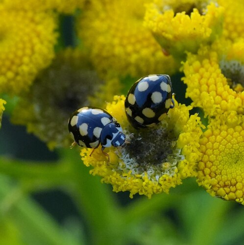 Coccinula quatuordecimpustulata