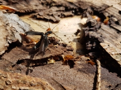Cantharis obscura