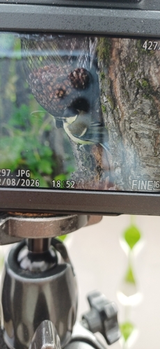 Great Tit