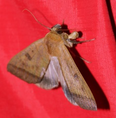 Ophiusa trapezium