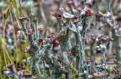 Cladonia