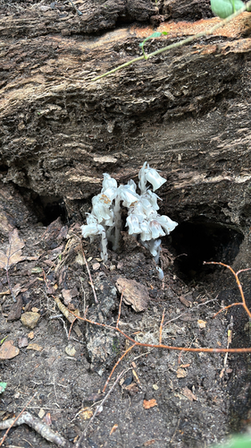 iNaturalist observation photo of Ghost Pipe