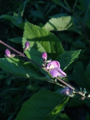 Phaseolus polystachios polystachios