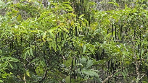 Wrightia tinctoria, photograph 5