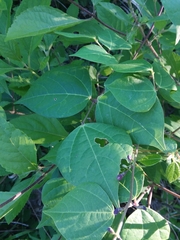 Phaseolus polystachios polystachios