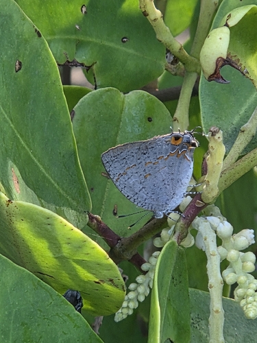 Sonoran Hairstreak (Hypostrymon critola)