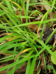 Carex abscondita