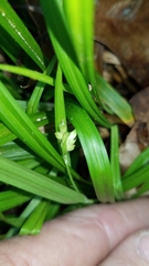 Carex abscondita