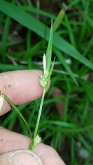 Carex abscondita