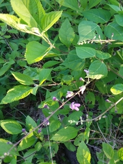 Phaseolus polystachios polystachios