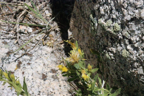 iNaturalist observation photo of Vancouver Bumble Bee