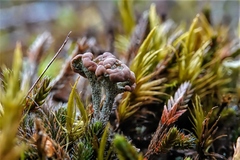 Cladonia gracilis