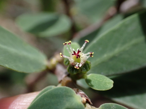 Euphorbia celastroides observed 2026-08-01