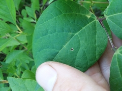 Phaseolus polystachios polystachios