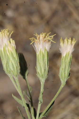 Great Plains false boneset