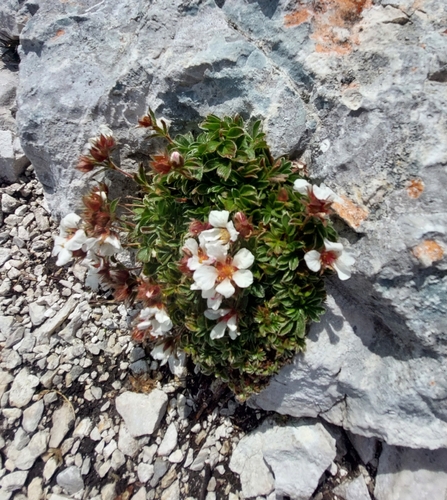 Potentilla clusiana, photograph 3