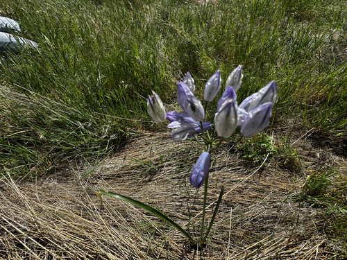 Triteleia grandiflora, photograph 2