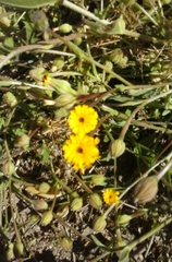 Angiospermae