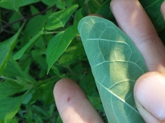 Phaseolus polystachios polystachios