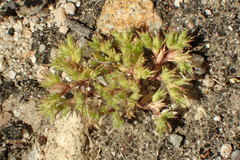 Loeflingia squarrosa squarrosa