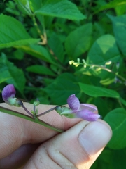 Phaseolus polystachios polystachios