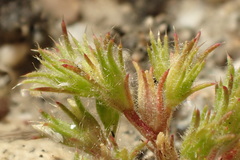 Loeflingia squarrosa squarrosa