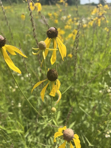 grey-headed coneflower