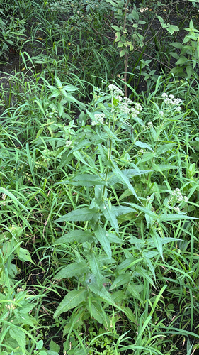 iNaturalist observation photo of common boneset