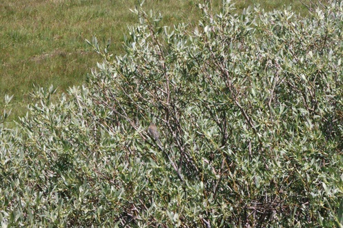 iNaturalist observation photo of Dark-eyed Junco