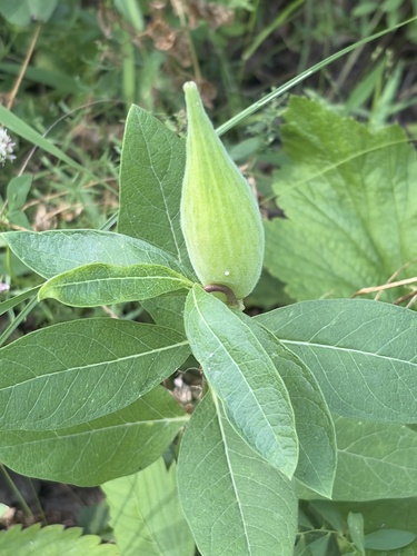Asclepias ovalifolia, 2026-08-02
