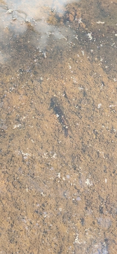Smooth Newt