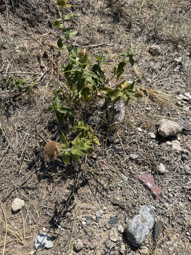 wild bergamot