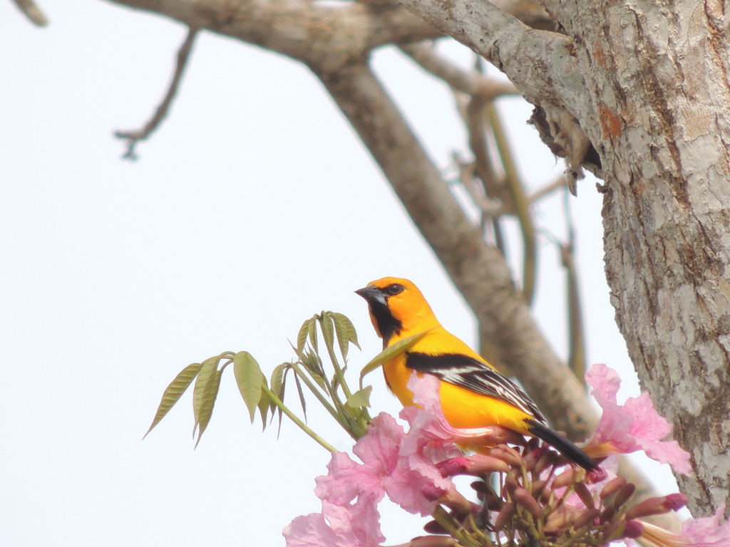 Yellow Oriole
