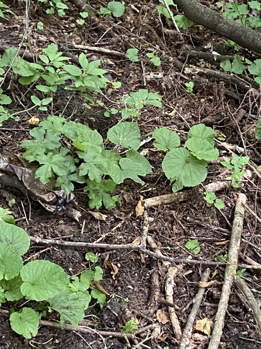 Pachyphragma macrophyllum, photograph 2