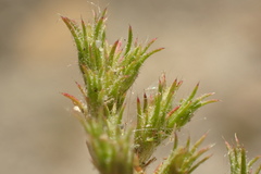 Loeflingia squarrosa squarrosa
