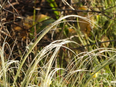 Stipa austroitalica