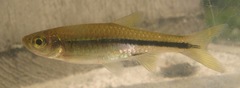 Rasbora steineri