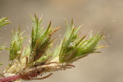 Loeflingia squarrosa squarrosa