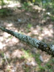 Heterodermia albicans